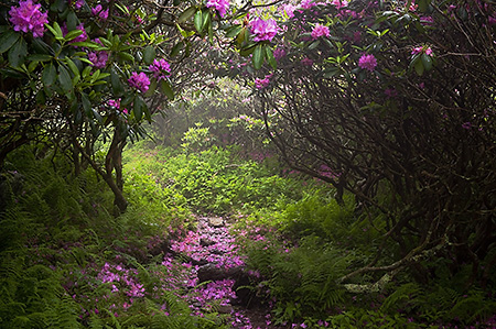 Rhododendron at Grayson Highlands State Park, VA